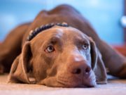 7 Most Common Signs of Anxiety in Dogs 7 Most Common Signs of Anxiety in Dogs