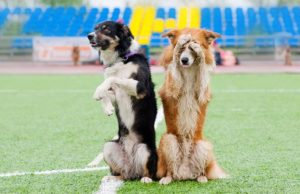 8 Coolest Dog Tricks That You Haven’t Tried 8 Coolest Dog Tricks That You Haven't Tried Yet