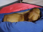 The Best Dog Sleeping Bags (Perfect for Travel, Camping, Hiking) Best Dog Sleeping Bags