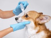 Top 5 Best Eye Ointments for Dogs (For Many Eye Problems) Best Eye Ointments for Dogs