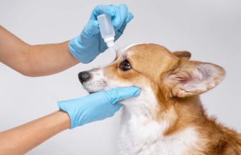 Top 5 Best Eye Ointments for Dogs (For Many Eye Problems) Best Eye Ointments for Dogs