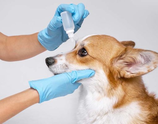 Top 5 Best Eye Ointments for Dogs (For Many Eye Problems) Best Eye Ointments for Dogs