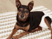 7 Best Male Dog Wraps (Puppies, Seniors, Marking, Incontinence) Best Male Dog Wraps