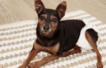 7 Best Male Dog Wraps (Puppies, Seniors, Marking, Incontinence) Best Male Dog Wraps