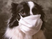 Can Dogs Get Coronavirus (COVID-19)? Can Dogs Get Coronavirus
