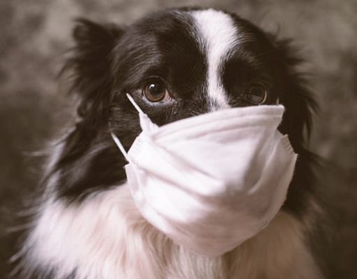 Can Dogs Get Coronavirus (COVID-19)? Can Dogs Get Coronavirus