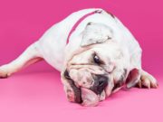 Dog Licking Carpet: Why and What to Do Dog Licking Carpet - Why And What To Do featured image