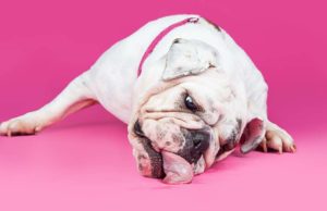 Dog Licking Carpet: Why and What to Do Dog Licking Carpet - Why And What To Do featured image