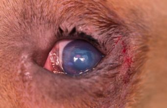 Entropion in Dogs: Causes, Symptoms and Treatments Entropion in Dogs - Causes Symptoms Treatments