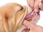 How Accurate Are Dog DNA Tests? How Accurate Are Dog DNA Tests featured image