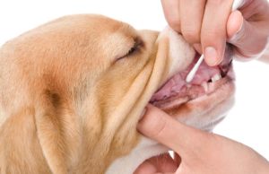 How Accurate Are Dog DNA Tests? How Accurate Are Dog DNA Tests featured image