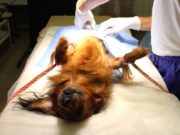 How Much Does It Cost to Neuter a Dog? How Much Does It Cost to Neuter a Dog