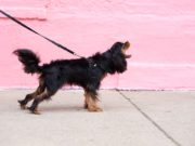 How to Get Your Dog to Stop Barking