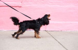 How to Get Your Dog to Stop Barking