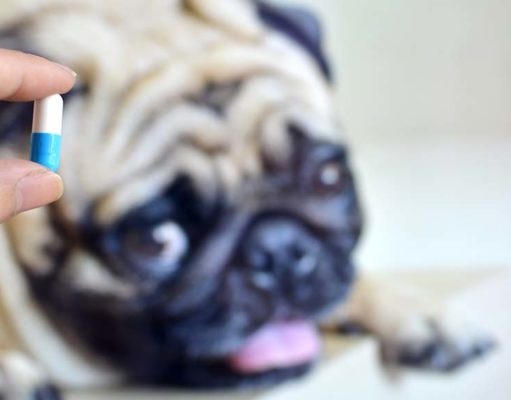 Probiotics and Prebiotics for Dogs: A Science-Based Guide Probiotics and Prebiotics for Dogs - A Science-Based Guide