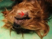 Squamous Cell Carcinoma in Dogs: A Guide for Pet Owners Squamous Cell Carcinoma in Dogs