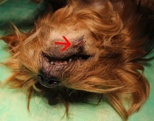 Squamous Cell Carcinoma in Dogs: A Guide for Pet Owners Squamous Cell Carcinoma in Dogs