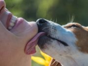 Why Do Dogs Lick Your Face? Why Do Dogs Lick Your Face featured image