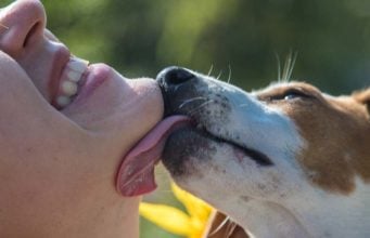 Why Do Dogs Lick Your Face? Why Do Dogs Lick Your Face featured image