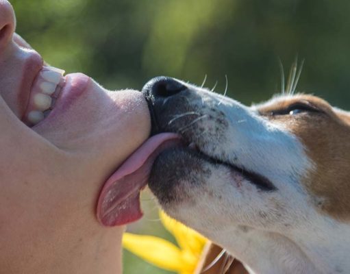 Why Do Dogs Lick Your Face? Why Do Dogs Lick Your Face featured image