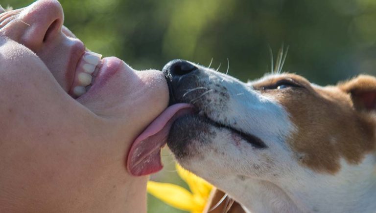 Thumbnail for Why Do Dogs Lick Faces On Skin
