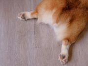 5 Best Home Remedies for Dog Gas home remedies for dog gas