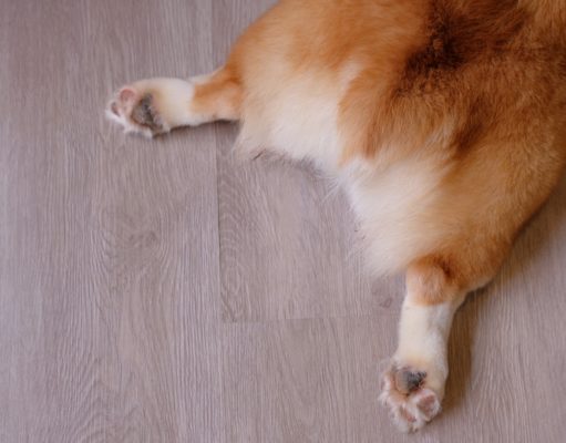 5 Best Home Remedies for Dog Gas home remedies for dog gas