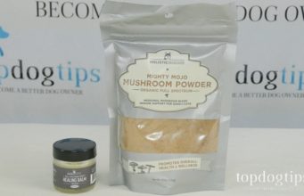 Review: Holistic Hound Hemp Balm & Mushroom Powder for Dogs mushroom powder for dogs