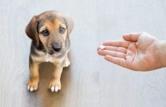 What to Give My Dog for Pain? what to give my dog for pain