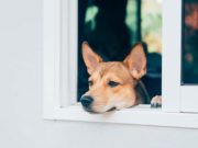 10 Ways to Treat Separation Anxiety in Dogs 10 Ways to Treat Separation Anxiety in Dogs