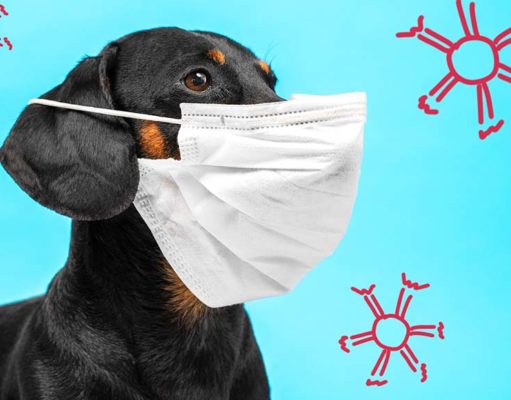 11 Most Dangerous Viruses in Dogs 11 Most Dangerous Viruses in Dogs