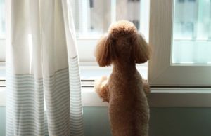 25 Best Dog Breeds for Small Apartments 25 of the Best Dog Breeds for Small Apartments and Cities