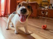 30 Fun Home Activities with Dogs While Sheltering-in-Place Together 30 Fun Home Activities to Do With Your Dog While Sheltering-In-Place