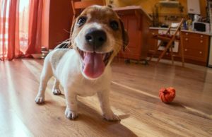 30 Fun Home Activities with Dogs While Sheltering-in-Place Together 30 Fun Home Activities to Do With Your Dog While Sheltering-In-Place