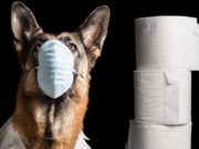 4 Tips on How Pet Owners Can Prepare for and Deal with COVID-19 4 Tips on How Pet Owners Can Prepare for and Deal with COVID-19