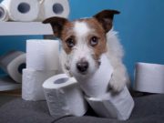 5 Dog Products to Stock Up On While Sheltering in Place 5 Dog Products to Stock Up On While Sheltering in Place