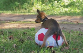 5 Embarrassing Dog Health Concerns 5 Embarrassing Dog Health Concerns