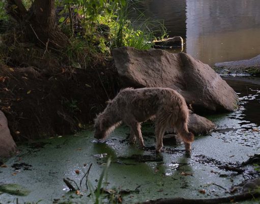 5 Waterborne Illnesses Your Dog Can Contract From the Local Park 5 Waterborne Illnesses Your Dog Can Contract From the Local Park