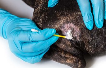6 Home Remedies for Dog Skin Allergies 6 Dog Skin Allergies Home Remedies That Are Natural and Effective