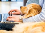 7 Tips for Dog Owners Working from Home 7 Tips for Dog Owners Working from Home