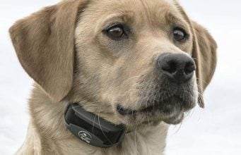 9 Best Electric Dog Collars (Review and Top Picks) Best Electric Dog Collars of 2020