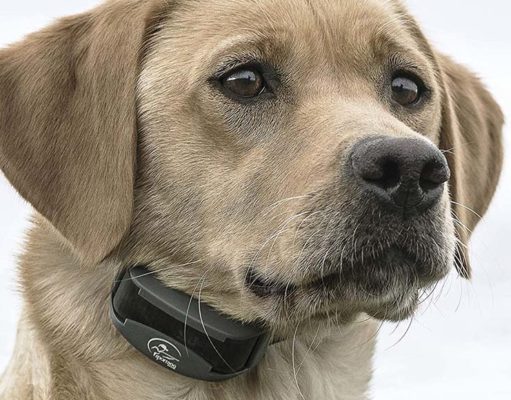9 Best Electric Dog Collars (Review and Top Picks) Best Electric Dog Collars of 2020
