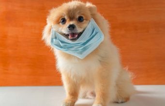 Canine Coronavirus (CCoV and CRCoV): What It Is and What It Isn’t Canine Coronavirus (CCoV and CRCoV) - What It Is and What It Isn't