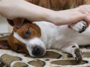 Dog Arthritis Massage: Its Benefits and How to Do It Dog Arthritis Massage - Its Benefits and How to Do It