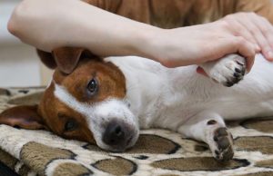 Dog Arthritis Massage: Its Benefits and How to Do It Dog Arthritis Massage - Its Benefits and How to Do It