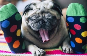 A Dog Owner’s Vocabulary Dog Owner Vocabulary