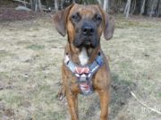 Review: Embark Urban Dog Harness Embark Urban Dog Harness