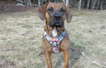 Review: Embark Urban Dog Harness Embark Urban Dog Harness