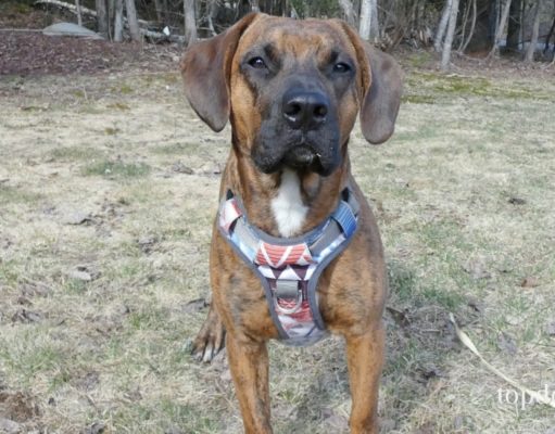 Review: Embark Urban Dog Harness Embark Urban Dog Harness