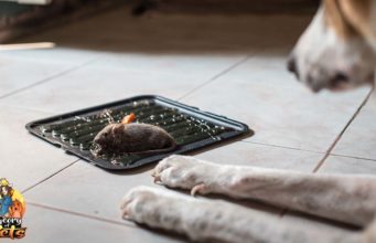 TOP #116: How Getting Rid of Mice and Insects Could Poison Dogs How Getting Rid of Mice and Insects Could Poison Dogs